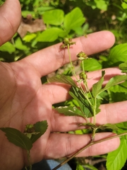 Rubus steelei
