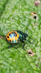Comperocoris roehneri