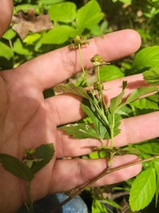Rubus steelei