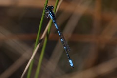 Enallagma recurvatum