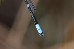 Enallagma recurvatum