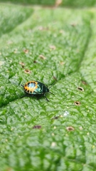 Comperocoris roehneri