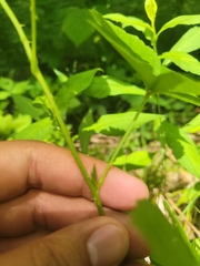 Rubus steelei