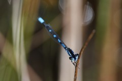 Enallagma recurvatum