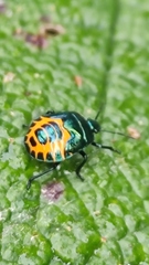Comperocoris roehneri
