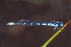 Enallagma recurvatum