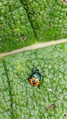 Comperocoris roehneri