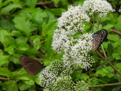Euploea tulliolus