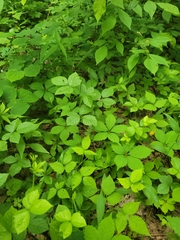 Rubus steelei