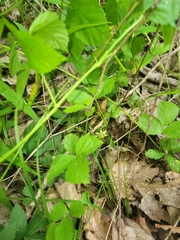 Rubus steelei