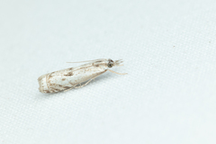 Microcrambus kimballi