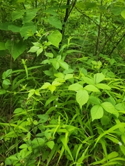 Rubus steelei