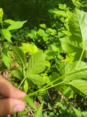 Rubus steelei