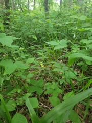 Rubus steelei