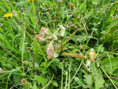 Taraxacum officinale