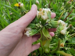 Taraxacum officinale