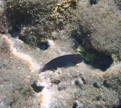 Cirripectes vanderbilti