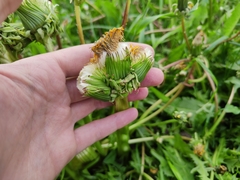 Taraxacum officinale