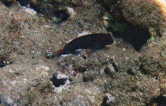 Cirripectes vanderbilti