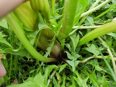Taraxacum officinale