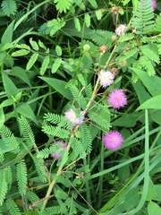 Parthenium integrifolium