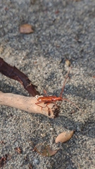 Chenoderus testaceus