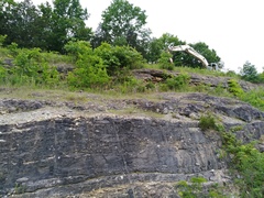 Echinacea paradoxa paradoxa