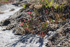 Andromeda polifolia glaucophylla