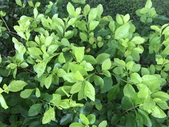 Duranteae