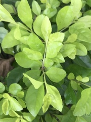 Duranteae