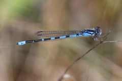 Enallagma recurvatum