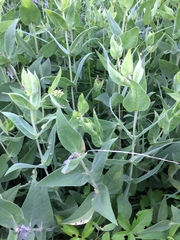 Parthenium integrifolium