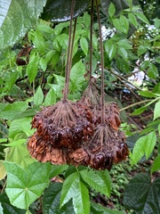 Dombeya wallichii