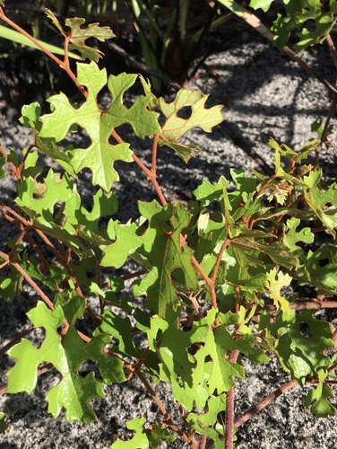 rusty grape (Vitis rufotomentosa)