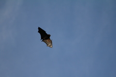 Pteropus niger