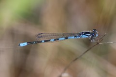 Enallagma recurvatum