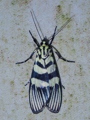 Heortia vitessoides
