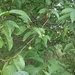Wild Goose Plum - Photo (c) sgeurtz, some rights reserved (CC BY-NC), uploaded by sgeurtz