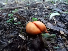 Macrocystidia reducta