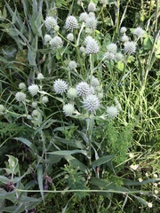 Parthenium integrifolium
