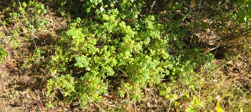 Image of Clinopodium chandleri by no rights reserved
