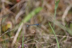 Enallagma recurvatum