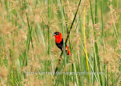 Euplectes franciscanus