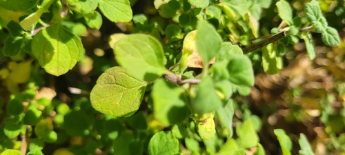 Image of Clinopodium chandleri by no rights reserved