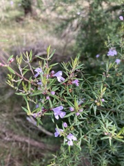 Westringia eremicola