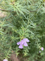 Westringia eremicola