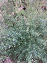 Westringia eremicola