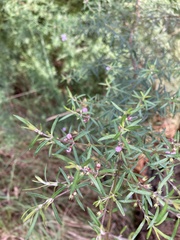 Westringia eremicola