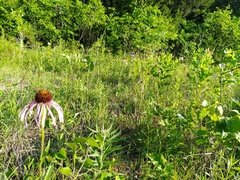 Echinacea simulata