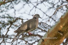 Streptopelia decipiens